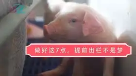 仔猪打针最全位置说明猪知乐技术
