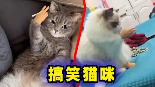 爆笑解说给猫主子戴上手套后也太好玩了吧
