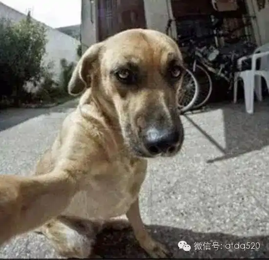 爆笑宠物狗自拍让你乐翻天
