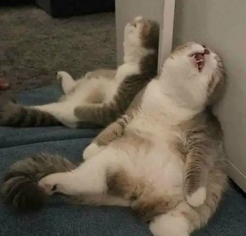 很平常的一张猫咪睡觉的图片,为何ps后如此好笑猫脸都没了
