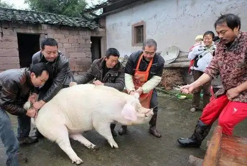 屠宰场这可能是猪最好的死法了网友猪猪这么可爱,怎么能吃
