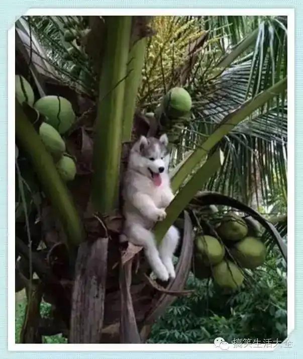 二哈照片搞笑图片哈哈哈