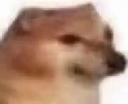 柴犬cheems狗子表情包

