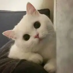 可爱又搞笑的猫咪头像幽默萌抱着面子孤独到死
