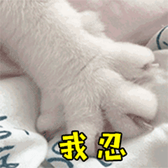猫咪搞笑可爱gif表情包
