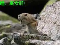 qq表情搞笑qq表情动物图片哇,美女啊
