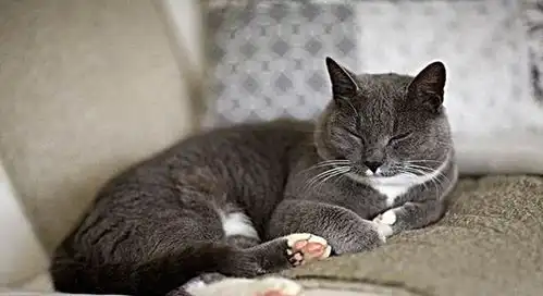 猫咪吃起醋来,后果很严重
