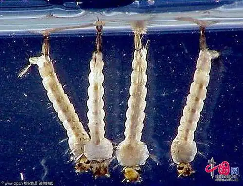 蚊子的幼虫长啥样要附带图片的
