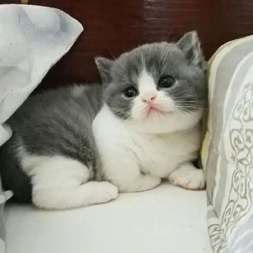 英国短毛猫呕吐是什么原因
