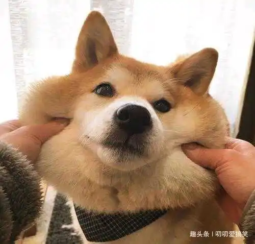 幽默笑话现在有车了就是方便,想去哪一踩油门就到了
