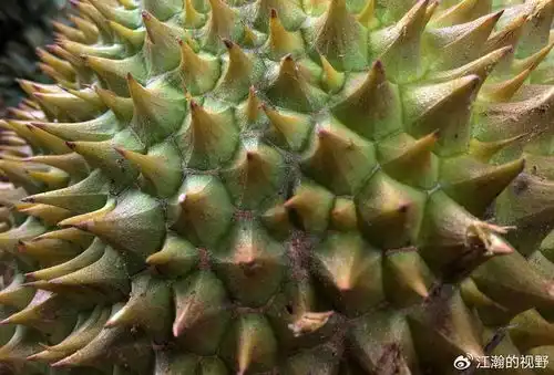 泰国榴莲减产40至60好不容易来的榴莲自由要没了
