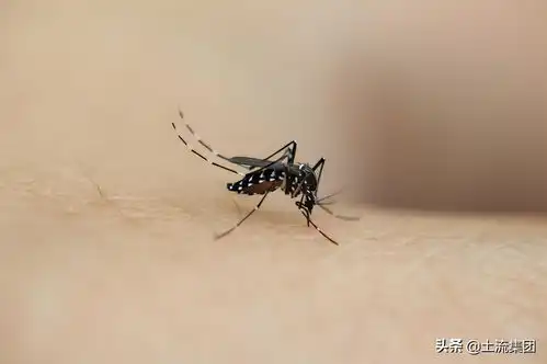 蚊子可以别咬我了吗今日头条
