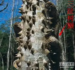不佩服不行奇异的动物界伪装大师
