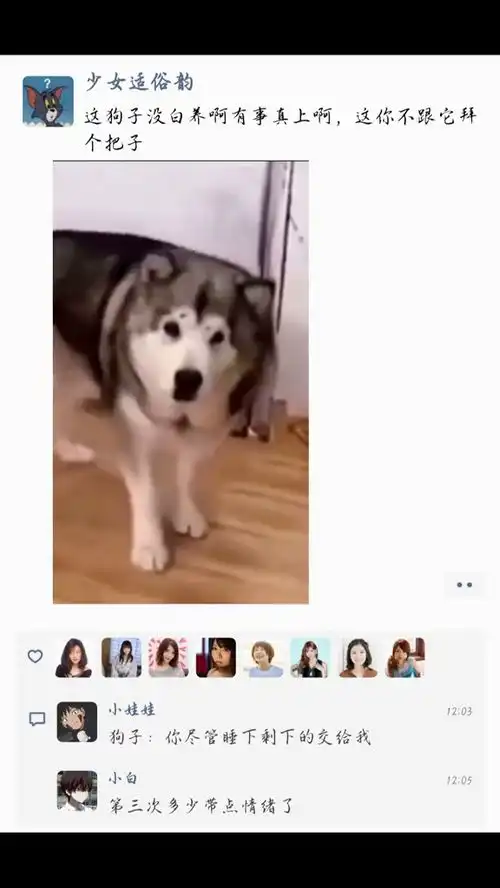 这狗子没白养爆笑宠物
