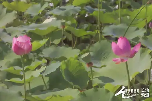 ai了不小心在长治拍到了莫奈睡莲
