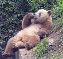 现存唯一棕色大熊猫
