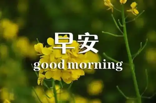 最新早安问候图片鲜花带字早上发朋友圈一句话心情说说

