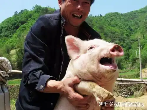 智慧农业光听说马云养猪了,今天聊聊他是怎么养的

