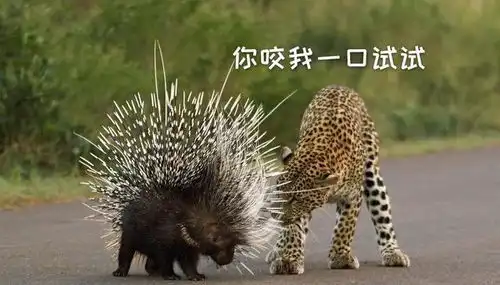 豪猪或者刺猬被蛇吞下,会不会把蛇的肚皮刺破