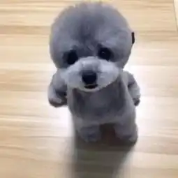 图骗草莓转发的美拍美拍超好玩短视频社区
