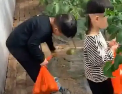郭德纲6岁儿子罕见干农活拔草抓泥不嫌脏,大辫子齐腰发量惊人
