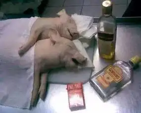 为什么要喝酒,看完你就懂了
