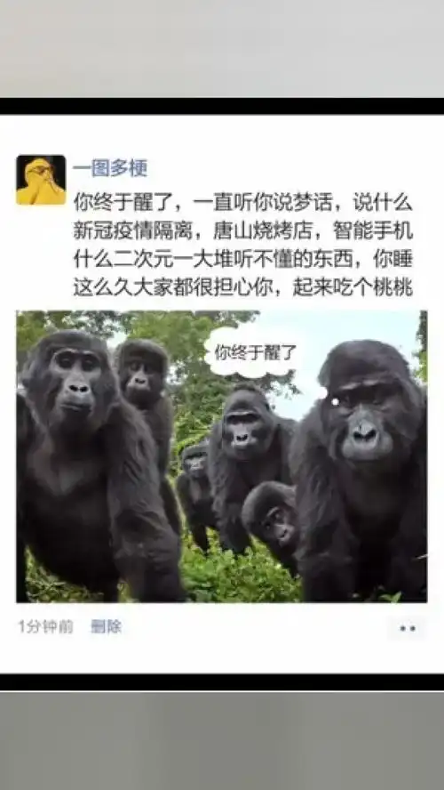 灵长类动物猕猴野生动物动物随手拍爆笑动物
