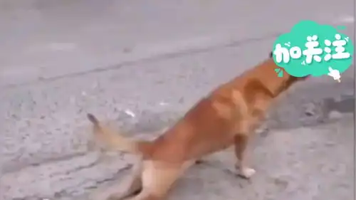 爆笑,狗子的沙雕行为

