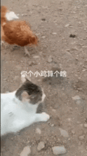 搞笑gif老鼠我有猫哥罩着的,你算个啥
