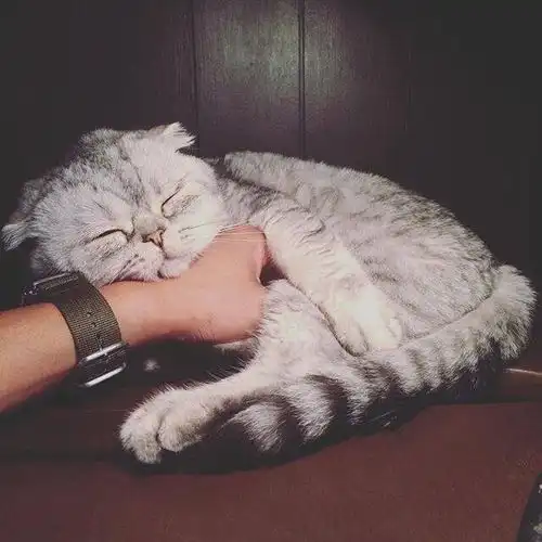 懒惰的小猫咪,萌萌小宠

