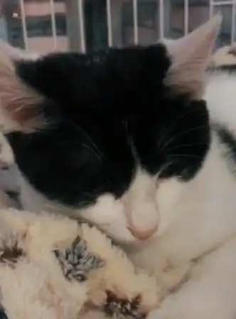 不配合我的猫咪,不给小鱼干了
