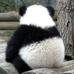 这些熊猫太搞笑了,满屏都是圆滚滚,笑喷了
