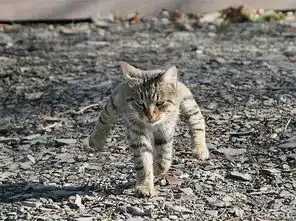 真正的猫奴,把猫咪的搞笑照片做成模型,太魔性
