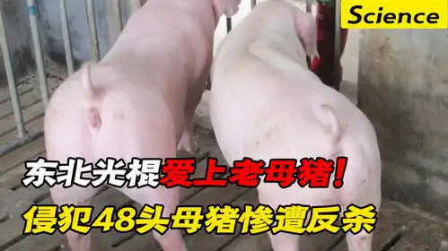 东北光棍爱上老母猪骑上猪背侵犯48头肥猪,搞疼母猪惨遭反杀
