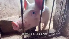 去农村入户跟牛唠嗑,小树生动诠释什么叫对牛弹琴

