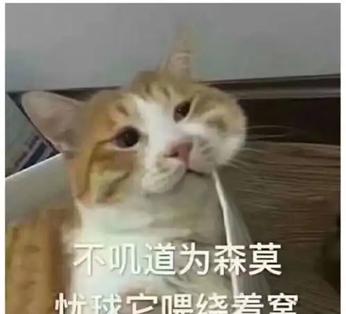 傲娇喵星人表情包第二弹朕这样很好,不要你管
