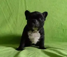 杭州犬舍直销纯种法国斗牛犬幼犬犬舍直销包存活
