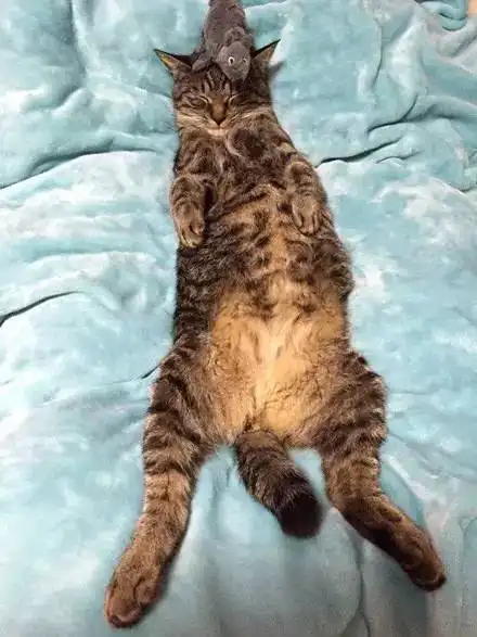 主人竟然带回家一窝老鼠给猫玩,画面简直丧心病狂...
