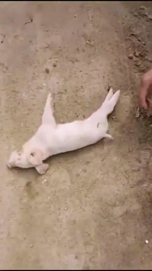 刚生的小猪仔,这是怎么了,为啥像死猪一样躺着
