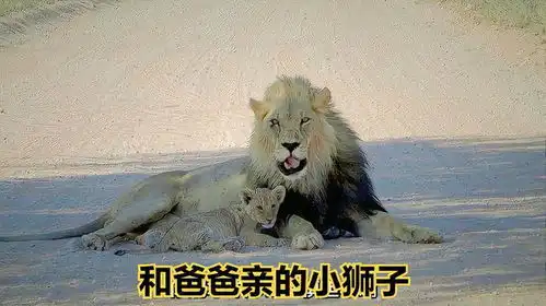 和爸爸亲的小狮子搞笑配音
