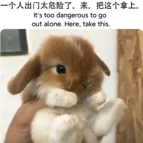 搞笑趣图普通舔狗vs攻击型舔狗

