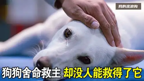 狗狗为了报恩,成为带娃能手,结果为救主丧命我的流浪狗
