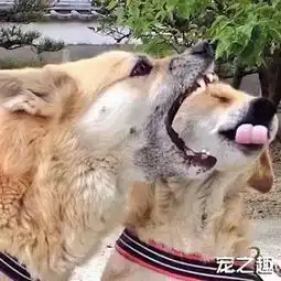 两只狗狗好朋友,每天都在为了吐舌头而吵架
