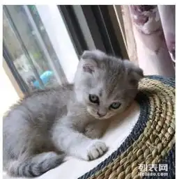 给刚三个多月大的折耳猫,找个爱它们的主
