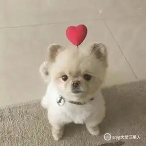 汪星人俱乐部视频圈子汪星人俱乐部演员及剧情热门动态爱奇艺泡泡
