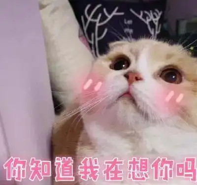 猫咪会怎样欢迎铲屎官回家呢
