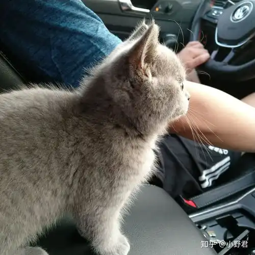 家里养了只英短蓝猫,三个多月,乖的不得了