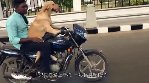 金毛骑摩托,狗狗主人你可坐好了,我的手正在发抖
