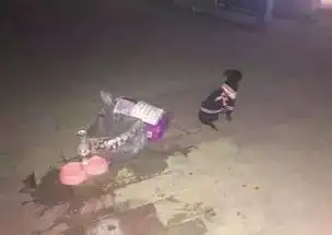 请不要弃养宠物弃养等于将它们推向地狱推向死亡

