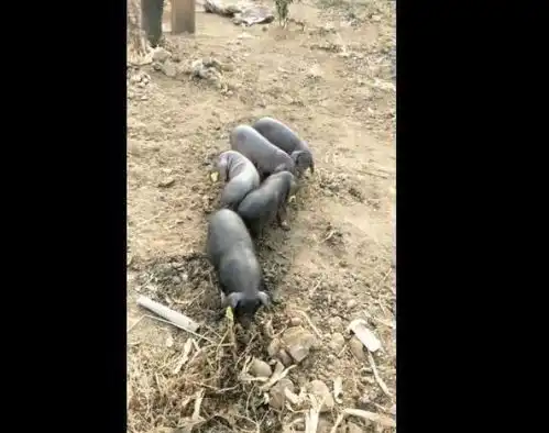 母猪已经会上树,男人的话可以相信,你们觉得对吗

